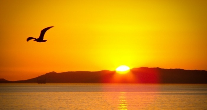 Belles images soleil levant superbe idee photo oiseaux au bord de la mer e1460386040214